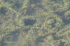 Hydrilla verticillata